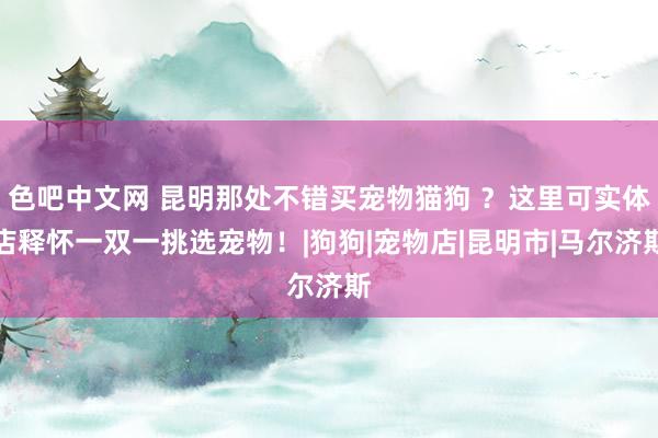 色吧中文网 昆明那处不错买宠物猫狗 ？这里可实体店释怀一双一挑选宠物！|狗狗|宠物店|昆明市|马尔济斯